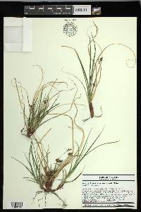 Carex nigromarginata image