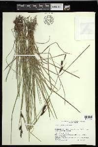 Carex nigra image