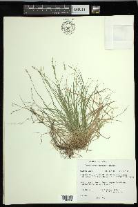 Carex novae-angliae image