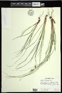 Carex nigromarginata image