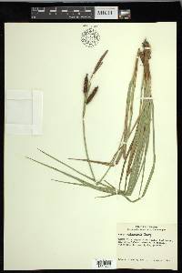 Carex nebrascensis image