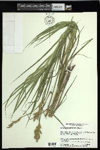 Carex muskingumensis image