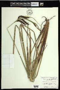 Carex obnupta image