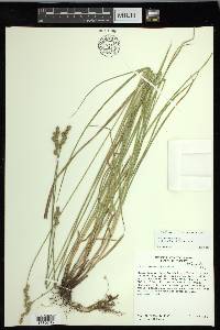 Carex normalis image