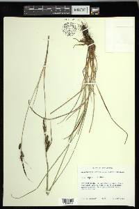 Carex nigra image