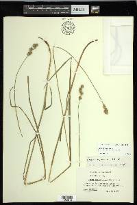 Carex normalis image