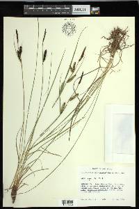 Carex nigra image