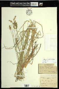 Carex normalis image