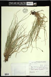 Carex nigricans image