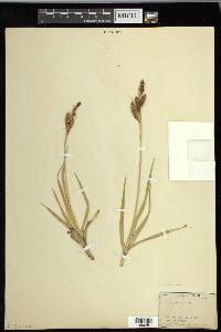 Carex nebrascensis image