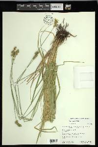 Carex normalis image