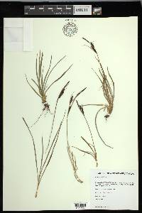 Carex nigra image