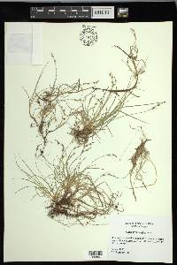 Carex novae-angliae image