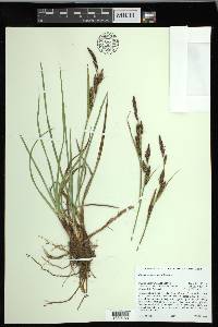 Carex nebrascensis image