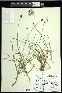 Carex nigricans image