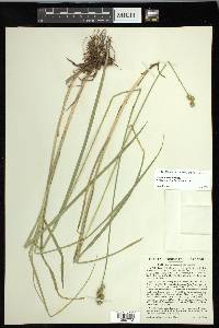 Carex normalis image