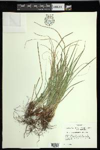 Carex nigromarginata image