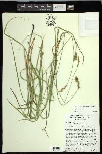 Carex normalis image