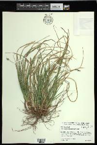 Carex nigromarginata image