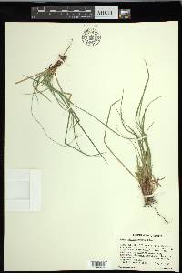 Carex nigromarginata image