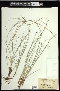 Carex nigromarginata image