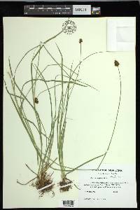 Carex neurophora image