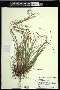 Carex nigromarginata image