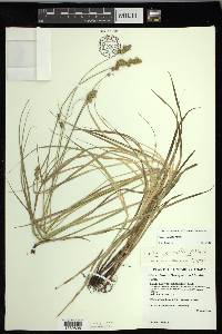 Carex normalis image