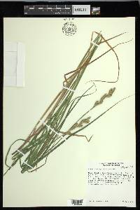 Carex muskingumensis image