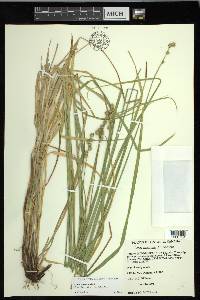 Carex normalis image