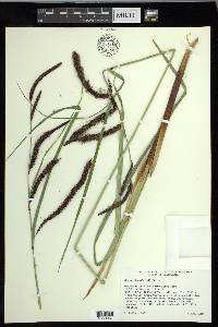 Carex obnupta image