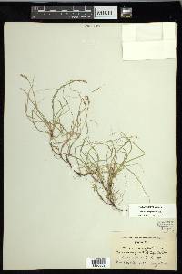 Carex novae-angliae image