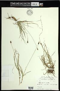 Carex nigricans image