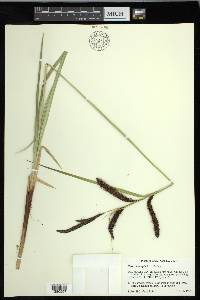 Carex obnupta image