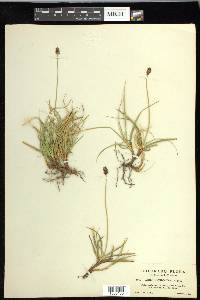 Carex nigricans image