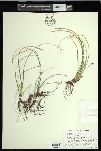 Carex nigromarginata image