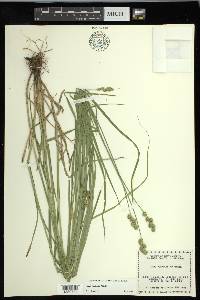 Carex normalis image