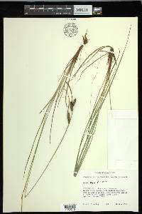 Carex nigra image