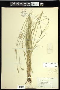 Carex normalis image