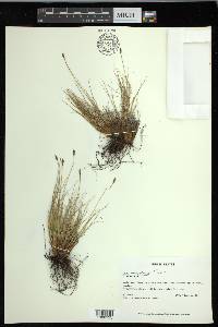 Carex nardina image