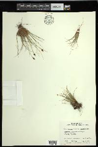 Carex nardina image
