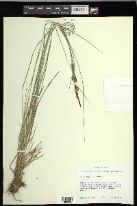 Carex nigra image