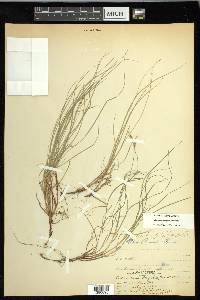 Carex novae-angliae image