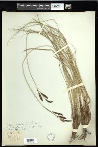 Carex nudata image