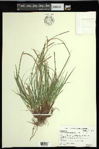 Carex nigromarginata image