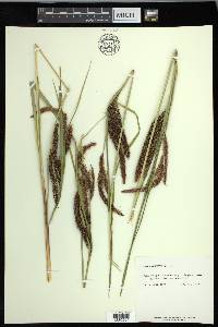 Carex obnupta image