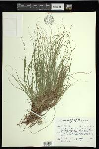 Carex novae-angliae image