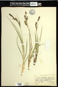 Carex nebrascensis image