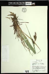 Carex nebrascensis image