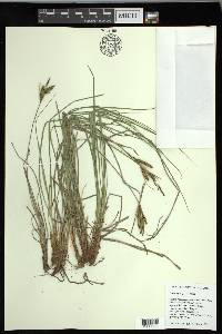 Carex nigra image